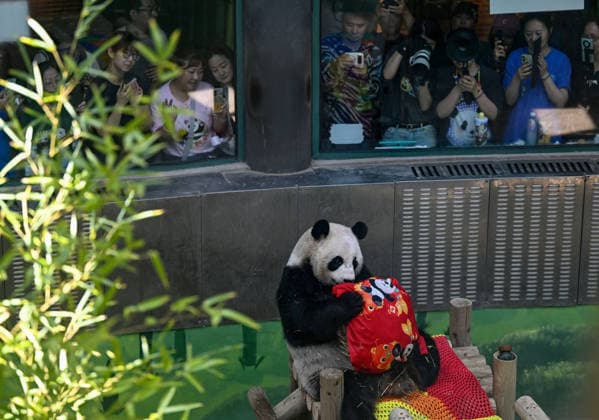 (260810) -- TIANJIN, Aug. 10, 2026 -- Tourists take photos and videos of giant panda Xing Mei at the zoo of Photosynthesis Valley Tourist Resort in north China s Tianjin Municipality, Aug. 10, 2026. The zoo in the Photosynthesis Valley Tourist Resort celebrated Xing Mei s 15th birthday on Monday. Xing Mei was born in August 2011 at the Chengdu Research Base of Giant Panda Breeding in Chengdu, capital of southwest China s Sichuan Province, and was transferred to Tianjin in September 2013. ) CHINA-TIANJIN-PANDA-BIRTHDAY (CN) ZhaoxZishuo 