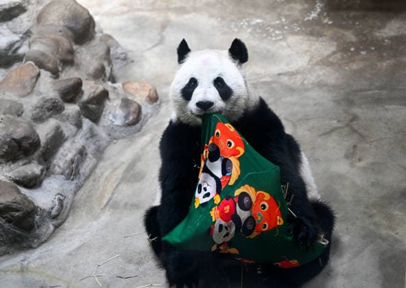 (260810) -- TIANJIN, Aug. 10, 2026 -- Giant panda Xing Mei is pictured at the zoo of Photosynthesis Valley Tourist Resort in north China s Tianjin Municipality, Aug. 10, 2026. The zoo in the Photosynthesis Valley Tourist Resort celebrated Xing Mei s 15th birthday on Monday. Xing Mei was born in August 2011 at the Chengdu Research Base of Giant Panda Breeding in Chengdu, capital of southwest China s Sichuan Province, and was transferred to Tianjin in September 2013. ) CHINA-TIANJIN-PANDA-BIRTHDAY (CN) ZhaoxZishuo 