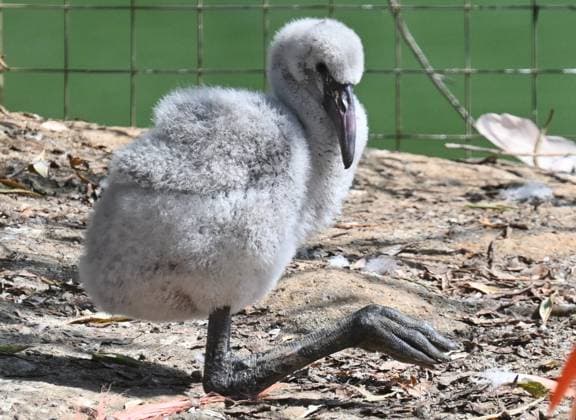 Russia Zoo 9219993 10.08.2026 A red flamingo chick hatched in mid-July is seen in its enclosure at the Moscow Zoo in Moscow, Russia. Ilya Pitalev Sputnik Moscow Russia  Copyright: xIlyaxPitalevx