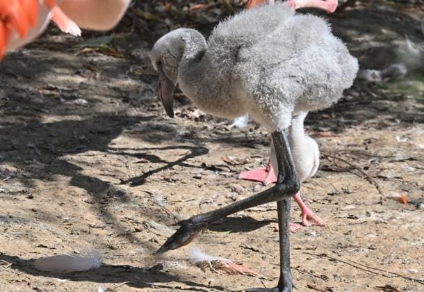 Russia Zoo 9220007 10.08.2026 A red flamingo chick hatched in mid-July is seen in its enclosure at the Moscow Zoo in Moscow, Russia. Ilya Pitalev Sputnik Moscow Russia  Copyright: xIlyaxPitalevx