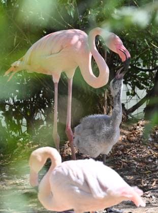 Russia Zoo 9219998 10.08.2026 A red flamingo feeds its chick hatched in mid-July in their enclosure at the Moscow Zoo in Moscow, Russia. Ilya Pitalev Sputnik Moscow Russia  Copyright: xIlyaxPitalevx