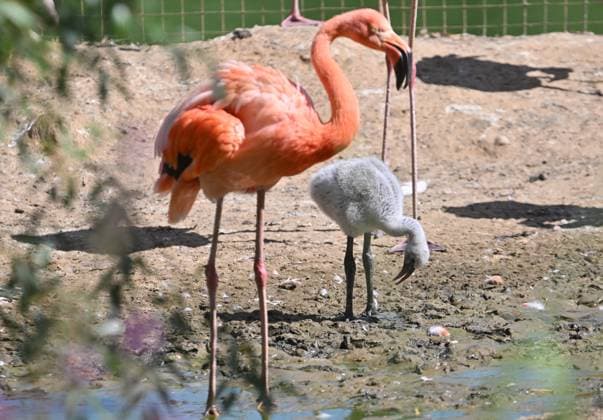 Russia Zoo 9220003 10.08.2026 A red flamingo feeds and its chick hatched in mid-July are seen in their enclosure at the Moscow Zoo in Moscow, Russia. Ilya Pitalev Sputnik Moscow Russia  Copyright: xIlyaxPitalevx