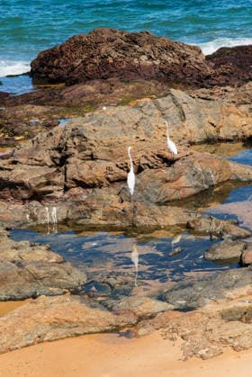 Creative Highlights World Group of white herons among rocks and puddles of water at low tide. Salvador Bahia Brazil Copyright: xThalesxAntoniox 2026-05-03 Rio Vermelho 216