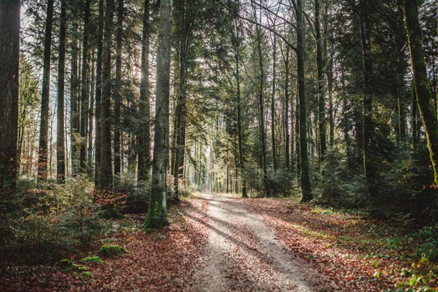 Sunlit walking trail through a peaceful autumn forest Saint-Prex, Vaud, Switzerland R_KACU260805DA-2096486-01 ,model released, Symbolfoto ,property released
