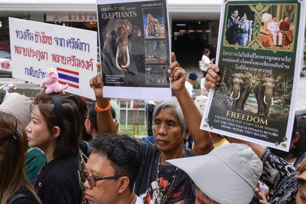 August 10, 2026, Bangkok, Thailand: Thai elephant lovers call for two elephants to be returned from Sri Lanka. Thai elephant lovers gather outside the Sri Lankan Embassy in Bangkok, calling on Sri Lanka to return the two Thai goodwill ambassador elephants, Plai Pratu Pha and Plai Plai Srinarong, to Thailand, after reports that the elephants have been overworked, in Bangkok, Thailand, August 10, 2026. Bangkok Thailand - ZUMAs197 20260810_aaa_s197_016 Copyright: xNattaphonxPhanphongsanonx