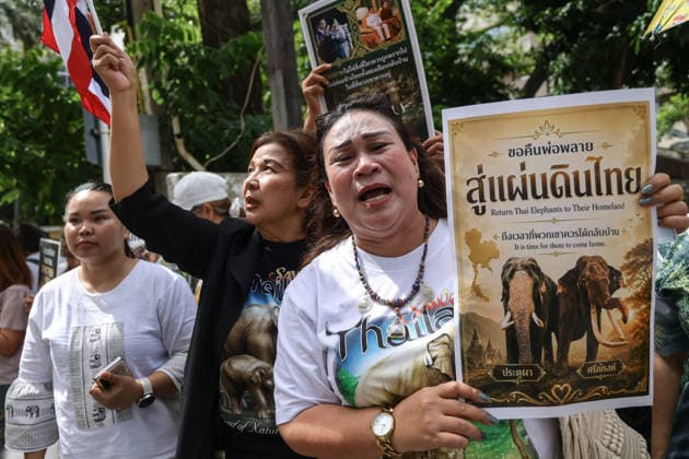 August 10, 2026, Bangkok, Thailand: Thai elephant lovers call for two elephants to be returned from Sri Lanka. Thai elephant lovers gather outside the Sri Lankan Embassy in Bangkok, calling on Sri Lanka to return the two Thai goodwill ambassador elephants, Plai Pratu Pha and Plai Plai Srinarong, to Thailand, after reports that the elephants have been overworked, in Bangkok, Thailand, August 10, 2026. Bangkok Thailand - ZUMAs197 20260810_aaa_s197_021 Copyright: xNattaphonxPhanphongsanonx