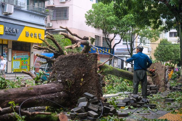 (260810) -- WENZHOU, Aug. 10, 2026 -- A worker clears fallen trees toppled by Typhoon Dolphin on a street of Yongjia County in Wenzhou, east China s Zhejiang Province, Aug. 10, 2026. Typhoon Dolphin is moving inland after making two landfalls along the coast of east China s Zhejiang Province and is expected to bring heavy precipitation to more than 10 provincial-level regions, according to China s National Meteorological Center on Monday. ) CHINA-ZHEJIANG-WENZHOU-TYPHOON DOLPHIN-IMPACT (CN) JiangxHan 