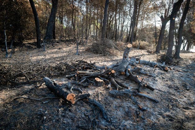 Aftermath of Wildfire in The Var - France Trees being cut down by forest firefighters during the Gros Bessillon fire near the Notre-Dame-de-Grace sanctuary in Cotignac, France, on August 10, 2026. Photo by Laurent Coust ABACAPRESS.COM Cotignac France  Copyright: xCoustxLaurent ABACAx