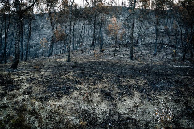 Aftermath of Wildfire in The Var - France The hills covered with pine and oak trees that were burned during the Gros Bessillon fire, along Departmental Road D554, in Chateauvert, France, on August 10, 2026. Photo by Laurent Coust ABACAPRESS.COM Chateauvert France  Copyright: xCoustxLaurent ABACAx
