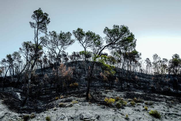 Aftermath of Wildfire in The Var - France The hills covered with pine and oak trees that were burned during the Gros Bessillon fire, along Departmental Road D554, in Chateauvert, France, on August 10, 2026. Photo by Laurent Coust ABACAPRESS.COM Chateauvert France  Copyright: xCoustxLaurent ABACAx