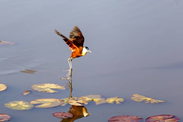 Creative Highlights World Ein Afrikanisches Blatthühnchen (Actophilornis africanus) startet zwischen Seerosenblättern von einer Wasserfläche im Dinokeng Game Reserve in Südafrika. Das Foto zeigt den charakteristischen Wasservogel mit seinen langen Beinen und Zehen während des Abflugs. *** An African water rail (Actophilornis africanus) takes off from a body of water among water lily leaves in the Dinokeng Game Reserve in South Africa. The photo shows this distinctive waterbird with its long legs and toes as it takes flight.