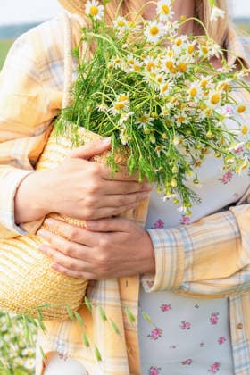Eine Frau hält eine Strohtasche voller frisch gepflückter Kamillenblüten in der Hand und genießt einen warmen Sommertag auf dem Feld. Slow Life, Sommerästhetik Woman holding a straw bag filled with freshly picked chamomile flowers, enjoying a warm summer day in a field. Slow life, summer aesthetic (License=RF) ,model released, Symbolfoto Copyright: xZoonar.com NataliaxXimichx 25404224 ,model released, Symbolfoto ,property released