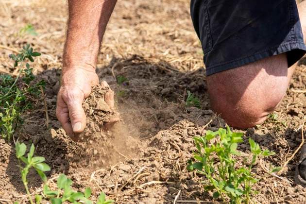 Landwirt Reinhard Mosch vom Grindhof in Mündelheim erzählt, wie Hitze und Dürre der Landwirtschaft zu schaffen machen. 10.08.2026 Duisburg ** NUR FÜR REDAKTIONELLE ZWECKE ** EDITORIAL USE ONLY **<p>Landwirt Reinhard Mosch vom Grindhof in Mündelheim erzählt, wie Hitze und Dürre der Landwirtschaft zu schaffen machen. 10.08.2026 Duisburg Deutschland NRW Duisburg Copyright: DanielxAttia *** Farmer Reinhard Mosch from the Grindhof in Mündelheim explains how heat and drought are taking a toll on agriculture August 10, 2026, Duisburg ** FOR EDITORIAL USE ONLY ** EDITORIAL USE ONLY ** p Farmer Reinhard Mosch from the Grindhof in Mündelheim explains how heat and drought are taking a toll on agriculture 08 10 2026 Duisburg Germany NRW Duisburg Copyright: DanielxAttia doc873oay42esx1fs0jf8af ,EDITORIAL USE ONLY