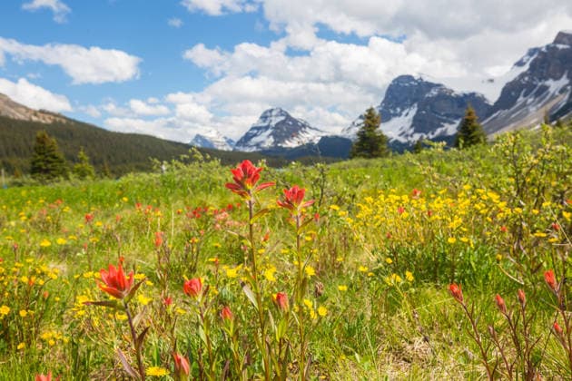 Creative Highlights World Bergwiese am sonnigen Tag. Naturschöne Sommerlandschaft. Mountain meadow in sunny day. Natural summer landscape. (License=RF) Copyright: xZoonar.com GalynaxAndrushkox 25408274