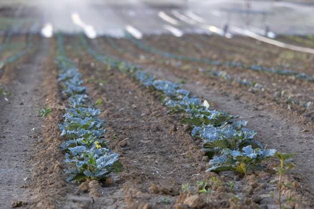 Fildern, Baden-Württemberg, Deutschland – Jungpflanzen von Kohl wachsen auf einem Gemüsefeld und werden während einer Trockenperiode künstlich bewässert. Die anhaltende Hitze und ausbleibende Niederschläge zwingen viele Landwirte auf den Fildern zur intensiven Feldbewässerung, um Ernteausfälle zu verhindern Fildern, Baden-Württemberg, Germany — Young cabbage plants grow in a vegetable field and are artificially irrigated during a dry period. The prolonged heat and lack of rainfall are forcing many farmers on the Filders to intensively irrigate their fields in order to prevent crop failures Copyright: imageBROKER DanielxKessler ibldlk18723731.jpg