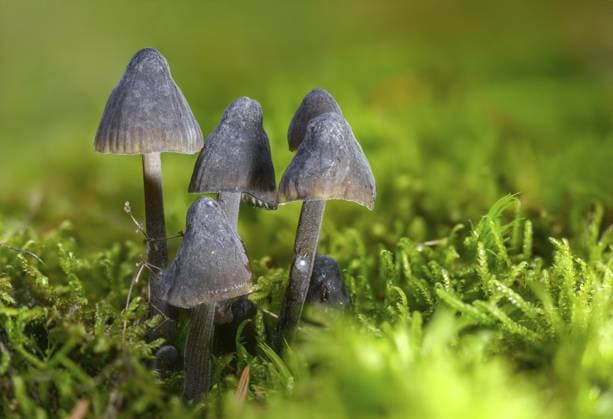 Creative Highlights World helmling, milk-drop mycena, mycena galopus var. nigra, mycena leucogala, weißmilchender helmling var., weißmilchender schwarz-helmling, fungi, fungus, milking bonnet, milky mycena, pilze Helmet, Milk-Drop Mycena, Mycena Galopus var. Nigra, Mycena Leucogala, White-Milking Helmet var., White-Milking Black-Helmet, Fungus, Milking Bonnet, Milky Mycena, Mushrooms Copyright: imageBROKER FrankxLeo ibxfkl18682831.jpg