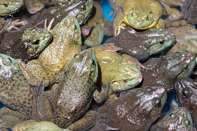 Bullfrogs SHANGHAI, CHINA - AUGUST 11, 2026 - Bullfrogs sold in a supermarket in Shanghai, China on August 11, 2026. Shanghai Shanghai China  Copyright: xCFOTOx i1786457414635