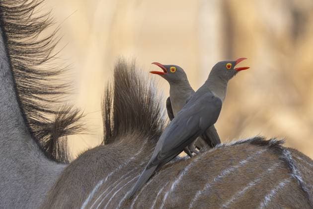 Creative Highlights World Großer Kudu (Strepsiceros strepsiceros), Weibchen, mit Rotschnabel-Madenhacker (Buphagus erythrorynchus), South Luangwas Nationalpark, Sambia Greater kudu (Strepsiceros strepsiceros), female, with a red-billed oxpecker (Buphagus erythrorynchus), South Luangwa National Park, Zambia Copyright: imageBROKER GünterxLenz ibxglf18710990.jpg