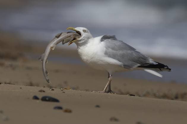 Creative Highlights World Eine erwachsene Silbermöwe (Larus argentatus) frisst an einem Strand in England, Vereinigtes Königreich, einen Hundshai Herring gull (Larus argentatus) adult seagull bird eating a dogfish fish for food on a seaside beach, England, United Kingdom Copyright: imageBROKER KevinxSawford ibxksa18736299.jpg