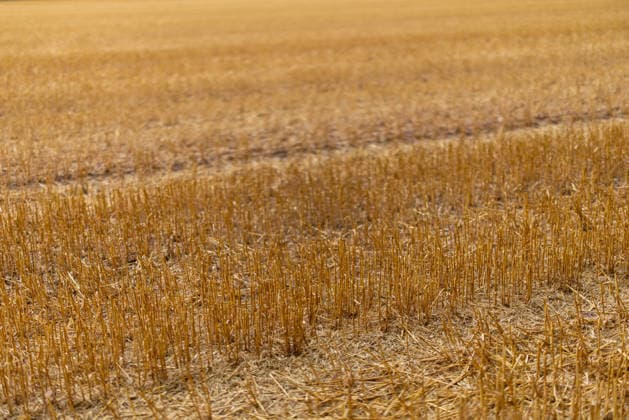 Getreideernte - Ein abgeerntetes Getreidefeld bei Lotte-Wersen (Nordrhein-Westfalen, Deutschland) mit verbliebenen Stoppeln, aufgenommen am 07.08.2026. Extreme Wetterwechsel aus anhaltenden Dürrephasen und Starkregenereignissen stellen die Landwirtschaft während der Getreideernte zunehmend vor große Herausforderungen und führen regional zu spürbaren Ertragseinbußen. *** Grain Harvest A harvested grain field near Lotte Wersen, North Rhine-Westphalia, Germany, with stubble remaining, photographed on August 7, 2026. Extreme weather fluctuations—ranging from prolonged droughts to heavy rainfall—are increasingly posing major challenges for agriculture during the grain harvest and are leading to noticeable yield losses in some regions.