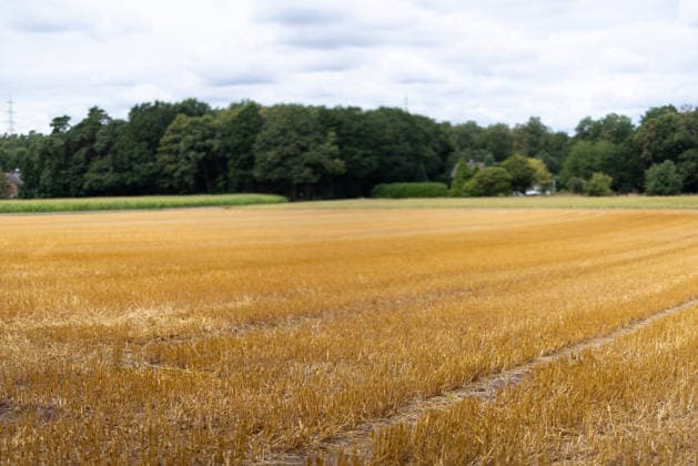 Getreideernte - Ein abgeerntetes Getreidefeld bei Lotte-Wersen (Nordrhein-Westfalen, Deutschland) mit verbliebenen Stoppeln, aufgenommen am 07.08.2026. Extreme Wetterwechsel aus anhaltenden Dürrephasen und Starkregenereignissen stellen die Landwirtschaft während der Getreideernte zunehmend vor große Herausforderungen und führen regional zu spürbaren Ertragseinbußen. *** Grain Harvest A harvested grain field near Lotte Wersen, North Rhine-Westphalia, Germany, with stubble remaining, photographed on August 7, 2026. Extreme weather fluctuations—ranging from prolonged droughts to heavy rainfall—are increasingly posing major challenges for agriculture during the grain harvest and are leading to noticeable yield losses in some regions.