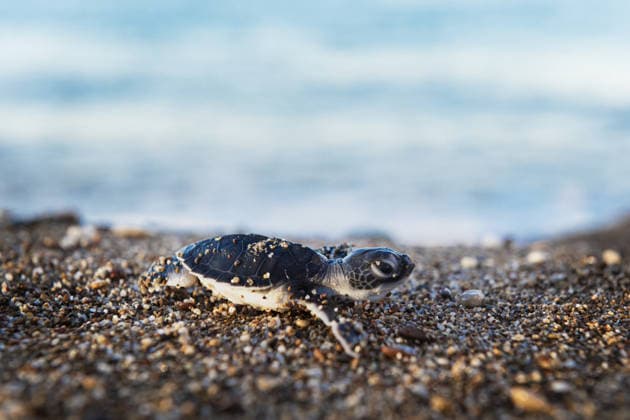 Loggerhead sea turtle hatchlings continue reaching sea in Antalya ANTALYA, TURKIYE - AUGUST 11: A Caretta caretta hatchling makes its way toward the sea along the Sorgun-Bogaz-Side coastline in the Manavgat district of Antalya, Turkiye, on August 11, 2026. Mustafa Karabiyik Anadolu Antalya Turkey. Editorial use only. Please get in touch for any other usage.  Copyright: x2026xAnadoluxMustafaxKarabiyikx