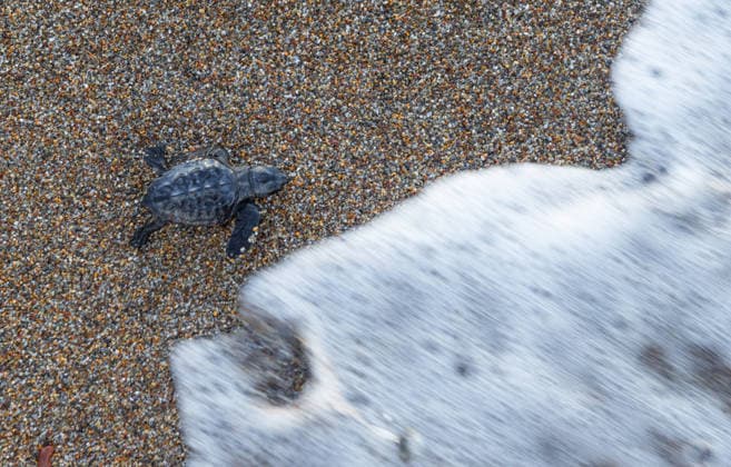 Loggerhead sea turtle hatchlings continue reaching sea in Antalya ANTALYA, TURKIYE - AUGUST 11: A Caretta caretta hatchling makes its way toward the sea along the Sorgun-Bogaz-Side coastline in the Manavgat district of Antalya, Turkiye, on August 11, 2026. Mustafa Karabiyik Anadolu Antalya Turkey. Editorial use only. Please get in touch for any other usage.  Copyright: x2026xAnadoluxMustafaxKarabiyikx