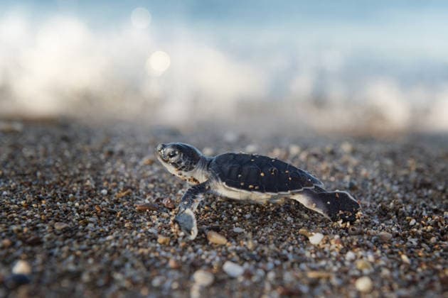 Loggerhead sea turtle hatchlings continue reaching sea in Antalya ANTALYA, TURKIYE - AUGUST 11: A Caretta caretta hatchling makes its way toward the sea along the Sorgun-Bogaz-Side coastline in the Manavgat district of Antalya, Turkiye, on August 11, 2026. Mustafa Karabiyik Anadolu Antalya Turkey. Editorial use only. Please get in touch for any other usage.  Copyright: x2026xAnadoluxMustafaxKarabiyikx