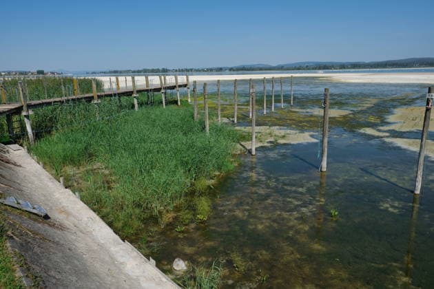 Niedrigwasser am Bodensee, im Bootshafen von Triboltingen (Schwiz) wächst Schilf *** Low water levels on Lake Constance; reeds are growing in the Triboltingen, Switzerland, marina