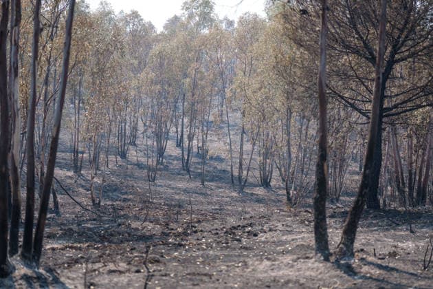 More than 500 personnel fighting the wildfire in Niebla, Huelva Area affected by the wildfire in Niebla, Huelva, which has been burning for five days As of August 11, 2026, in Niebla, Huelva, Andalusia, Spain More than 500 personnel from the Military Emergency Unit (UME) and the Civil Guard are now participating in efforts to extinguish the forest fire in Niebla, Huelva, following a further expansion of the human and material resources allocated to this operation. In addition, the UME has added four new bulldozers that will be deployed throughout Tuesday, primarily in the rear area. AUGUST 11, 2026 Francisco J. Niebla, Huelva, Andalusia, Spain Niebla, Huelva, Andalusia, Spain Spain  Copyright: xFranciscoxJ.xOlmox 7709767