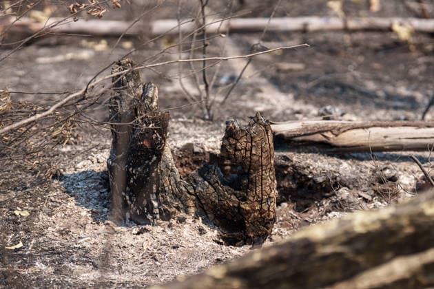 More than 500 personnel fighting the wildfire in Niebla, Huelva Area affected by the wildfire in Niebla, Huelva, which has been burning for five days As of August 11, 2026, in Niebla, Huelva, Andalusia, Spain More than 500 personnel from the Military Emergency Unit (UME) and the Civil Guard are now participating in efforts to extinguish the forest fire in Niebla, Huelva, following a further expansion of the human and material resources allocated to this operation. In addition, the UME has added four new bulldozers that will be deployed throughout Tuesday, primarily in the rear area. AUGUST 11, 2026 Francisco J. Niebla, Huelva, Andalusia, Spain Niebla, Huelva, Andalusia, Spain Spain  Copyright: xFranciscoxJ.xOlmox 7709770