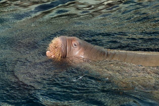 RUSSIA, MOSCOW - AUGUST 11, 2026: A walrus swims in the water at Moscow Zoo Moscow Russia  - ZUMAt113 20260811_zaa_t113_165 Copyright: xYevgenyxMessmanx