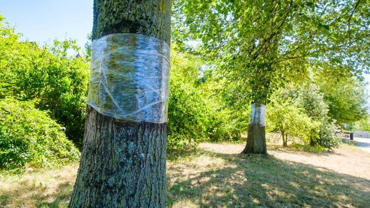 Glyphosat-Anschlag auf Bäume in Bottrop Feldhausen ** NUR FÜR REDAKTIONELLE ZWECKE ** EDITORIAL USE ONLY **<p>Ein Jahr nach der Vergiftung: Haben die Bäume am Sonnenspielplatz den Glyphosat-Anschlag überlebt? Am Dienstag, 11. August 2026 in Bottrop Feldhausen.¨ Deutschland NRW Bottrop Copyright: ChristophxWojtyczka *** Glyphosate Attack on Trees in Bottrop Feldhausen ** FOR EDITORIAL USE ONLY ** EDITORIAL USE ONLY ** p One year after the poisoning, have the trees at the Sonnenspielplatz survived the glyphosate attack? Tuesday, August 11, 2026, in Bottrop Feldhausen, Germany, North Rhine-Westphalia, Bottrop. Copyright ChristophxWojtyczka Copyright: ChristophxWojtyczka doc8742tjsjdeg4p7a8d85 ,EDITORIAL USE ONLY