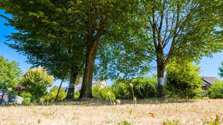 Glyphosat-Anschlag auf Bäume in Bottrop Feldhausen ** NUR FÜR REDAKTIONELLE ZWECKE ** EDITORIAL USE ONLY **<p>Ein Jahr nach der Vergiftung: Haben die Bäume am Sonnenspielplatz den Glyphosat-Anschlag überlebt? Am Dienstag, 11. August 2026 in Bottrop Feldhausen.¨ Deutschland NRW Bottrop Copyright: ChristophxWojtyczka *** Glyphosate Attack on Trees in Bottrop Feldhausen ** FOR EDITORIAL USE ONLY ** EDITORIAL USE ONLY ** p One year after the poisoning, have the trees at the Sonnenspielplatz survived the glyphosate attack? Tuesday, August 11, 2026, in Bottrop Feldhausen, Germany, North Rhine-Westphalia, Bottrop. Copyright ChristophxWojtyczka Copyright: ChristophxWojtyczka doc8742tk6sjszj7z41d5b ,EDITORIAL USE ONLY