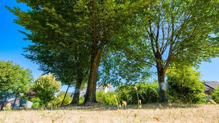 Glyphosat-Anschlag auf Bäume in Bottrop Feldhausen ** NUR FÜR REDAKTIONELLE ZWECKE ** EDITORIAL USE ONLY **<p>Ein Jahr nach der Vergiftung: Haben die Bäume am Sonnenspielplatz den Glyphosat-Anschlag überlebt? Am Dienstag, 11. August 2026 in Bottrop Feldhausen.¨ Deutschland NRW Bottrop Copyright: ChristophxWojtyczka *** Glyphosate Attack on Trees in Bottrop Feldhausen ** FOR EDITORIAL USE ONLY ** EDITORIAL USE ONLY ** p One year after the poisoning, have the trees at the Sonnenspielplatz survived the glyphosate attack? Tuesday, August 11, 2026, in Bottrop Feldhausen, Germany, North Rhine-Westphalia, Bottrop. Copyright ChristophxWojtyczka Copyright: ChristophxWojtyczka doc8742tkg4kn440v03b9j ,EDITORIAL USE ONLY