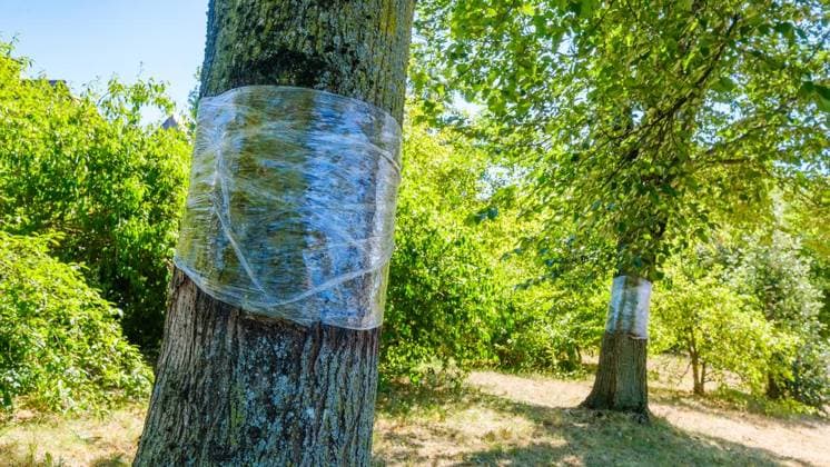 Glyphosat-Anschlag auf Bäume in Bottrop Feldhausen ** NUR FÜR REDAKTIONELLE ZWECKE ** EDITORIAL USE ONLY **<p>Ein Jahr nach der Vergiftung: Haben die Bäume am Sonnenspielplatz den Glyphosat-Anschlag überlebt? Am Dienstag, 11. August 2026 in Bottrop Feldhausen.¨ Deutschland NRW Bottrop Copyright: ChristophxWojtyczka *** Glyphosate Attack on Trees in Bottrop Feldhausen ** FOR EDITORIAL USE ONLY ** EDITORIAL USE ONLY ** p One year after the poisoning, have the trees at the Sonnenspielplatz survived the glyphosate attack? On Tuesday, August 11, 2026, in Bottrop Feldhausen, Germany (North Rhine-Westphalia, Bottrop) Copyright ChristophxWojtyczka Copyright: ChristophxWojtyczka doc8742ti4zsyvnq0peb75 ,EDITORIAL USE ONLY