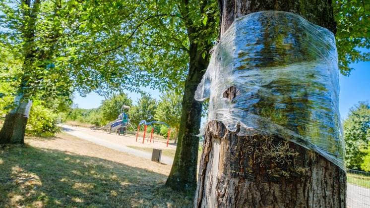 Glyphosat-Anschlag auf Bäume in Bottrop Feldhausen ** NUR FÜR REDAKTIONELLE ZWECKE ** EDITORIAL USE ONLY **<p>Ein Jahr nach der Vergiftung: Haben die Bäume am Sonnenspielplatz den Glyphosat-Anschlag überlebt? Am Dienstag, 11. August 2026 in Bottrop Feldhausen.¨ Deutschland NRW Bottrop Copyright: ChristophxWojtyczka *** Glyphosate Attack on Trees in Bottrop Feldhausen ** FOR EDITORIAL USE ONLY ** EDITORIAL USE ONLY ** p One year after the poisoning, have the trees at the Sonnenspielplatz survived the glyphosate attack? On Tuesday, August 11, 2026, in Bottrop Feldhausen, Germany (North Rhine-Westphalia, Bottrop) Copyright ChristophxWojtyczka Copyright: ChristophxWojtyczka doc8742tju3tlf14ogdub3n ,EDITORIAL USE ONLY
