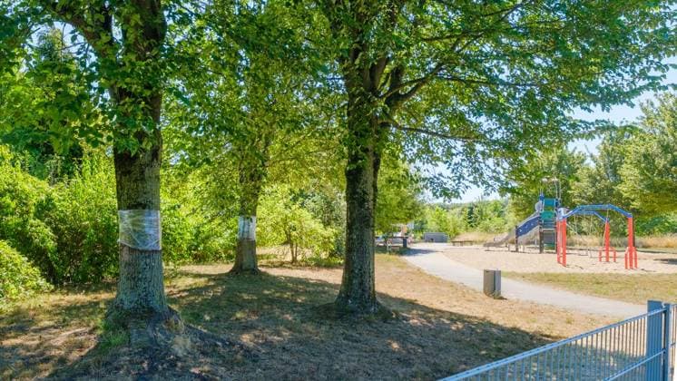 Glyphosat-Anschlag auf Bäume in Bottrop Feldhausen ** NUR FÜR REDAKTIONELLE ZWECKE ** EDITORIAL USE ONLY **<p>Ein Jahr nach der Vergiftung: Haben die Bäume am Sonnenspielplatz den Glyphosat-Anschlag überlebt? Am Dienstag, 11. August 2026 in Bottrop Feldhausen.¨ Deutschland NRW Bottrop Copyright: ChristophxWojtyczka *** Glyphosate Attack on Trees in Bottrop Feldhausen ** FOR EDITORIAL USE ONLY ** EDITORIAL USE ONLY ** p One year after the poisoning, have the trees at the Sonnenspielplatz survived the glyphosate attack? On Tuesday, August 11, 2026, in Bottrop Feldhausen, Germany, North Rhine-Westphalia, Bottrop. Copyright ChristophxWojtyczka Copyright: ChristophxWojtyczka doc8742uf96akgxondsb3n ,EDITORIAL USE ONLY