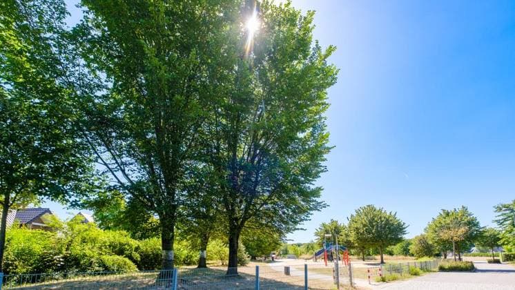 Glyphosat-Anschlag auf Bäume in Bottrop Feldhausen ** NUR FÜR REDAKTIONELLE ZWECKE ** EDITORIAL USE ONLY **<p>Ein Jahr nach der Vergiftung: Haben die Bäume am Sonnenspielplatz den Glyphosat-Anschlag überlebt? Am Dienstag, 11. August 2026 in Bottrop Feldhausen.¨ Deutschland NRW Bottrop Copyright: ChristophxWojtyczka *** Glyphosate Attack on Trees in Bottrop Feldhausen ** FOR EDITORIAL USE ONLY ** EDITORIAL USE ONLY ** p One year after the poisoning, have the trees at the Sonnenspielplatz survived the glyphosate attack? On Tuesday, August 11, 2026, in Bottrop Feldhausen, Germany, North Rhine-Westphalia, Bottrop. Copyright ChristophxWojtyczka Copyright: ChristophxWojtyczka doc8742ugv3azci8eivd85 ,EDITORIAL USE ONLY