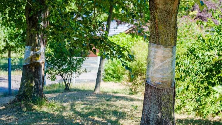 Glyphosat-Anschlag auf Bäume in Bottrop Feldhausen ** NUR FÜR REDAKTIONELLE ZWECKE ** EDITORIAL USE ONLY **<p>Ein Jahr nach der Vergiftung: Haben die Bäume am Sonnenspielplatz den Glyphosat-Anschlag überlebt? Am Dienstag, 11. August 2026 in Bottrop Feldhausen.¨ Deutschland NRW Bottrop Copyright: ChristophxWojtyczka *** Glyphosate Attack on Trees in Bottrop Feldhausen ** FOR EDITORIAL USE ONLY ** EDITORIAL USE ONLY ** p One year after the poisoning, have the trees at the Sonnenspielplatz survived the glyphosate attack? On Tuesday, August 11, 2026, in Bottrop Feldhausen, Germany, North Rhine-Westphalia, Bottrop. Copyright ChristophxWojtyczka Copyright: ChristophxWojtyczka doc8742uhtq7xlqv5lyd5b ,EDITORIAL USE ONLY