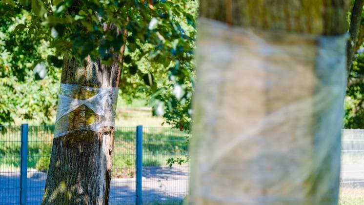 Glyphosat-Anschlag auf Bäume in Bottrop Feldhausen ** NUR FÜR REDAKTIONELLE ZWECKE ** EDITORIAL USE ONLY **<p>Ein Jahr nach der Vergiftung: Haben die Bäume am Sonnenspielplatz den Glyphosat-Anschlag überlebt? Am Dienstag, 11. August 2026 in Bottrop Feldhausen.¨ Deutschland NRW Bottrop Copyright: ChristophxWojtyczka *** Glyphosate Attack on Trees in Bottrop Feldhausen ** FOR EDITORIAL USE ONLY ** EDITORIAL USE ONLY ** p One year after the poisoning, have the trees at the Sonnenspielplatz survived the glyphosate attack? On Tuesday, August 11, 2026, in Bottrop Feldhausen, Germany, North Rhine-Westphalia, Bottrop. Copyright ChristophxWojtyczka Copyright: ChristophxWojtyczka doc8742uhxo41f13ir29b6n ,EDITORIAL USE ONLY