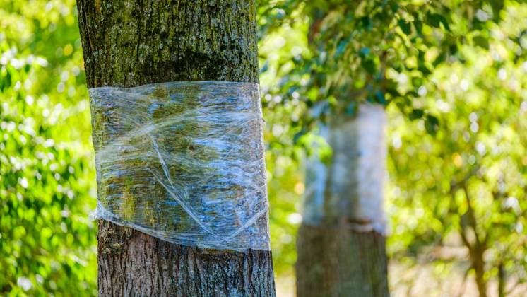 Glyphosat-Anschlag auf Bäume in Bottrop Feldhausen ** NUR FÜR REDAKTIONELLE ZWECKE ** EDITORIAL USE ONLY **<p>Ein Jahr nach der Vergiftung: Haben die Bäume am Sonnenspielplatz den Glyphosat-Anschlag überlebt? Am Dienstag, 11. August 2026 in Bottrop Feldhausen.¨ Deutschland NRW Bottrop Copyright: ChristophxWojtyczka *** Glyphosate Attack on Trees in Bottrop Feldhausen ** FOR EDITORIAL USE ONLY ** EDITORIAL USE ONLY ** p One year after the poisoning, have the trees at the Sonnenspielplatz survived the glyphosate attack? On Tuesday, August 11, 2026, in Bottrop Feldhausen, Germany, North Rhine-Westphalia, Bottrop. Copyright ChristophxWojtyczka Copyright: ChristophxWojtyczka doc8742ujp6eck1es8cbb3n ,EDITORIAL USE ONLY