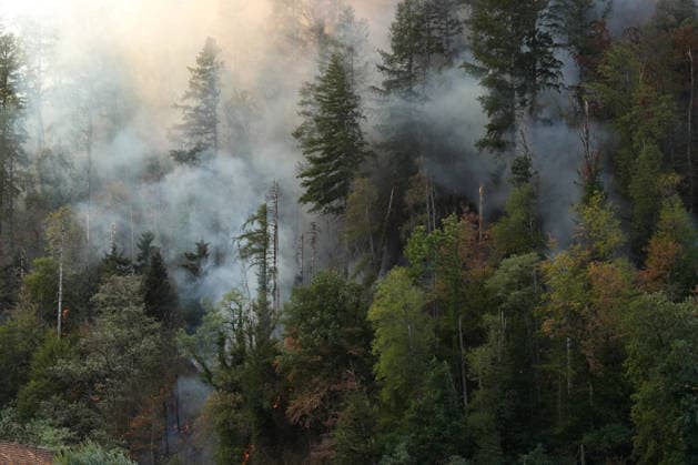 Waldbrand in Zell am Harmersbach, 11.08.2026 Waldbrand in Zell am Harmersbach, 11.08.2026 Zell am Harmersbach Baden-Württemberg Deutschland *** Forest Fire in Zell am Harmersbach, August 11, 2026 Forest Fire in Zell am Harmersbach, August 11, 2026 Zell am Harmersbach, Baden-Württemberg, Germany Copyright: xBEAUTIFULxSPORTS Boscox