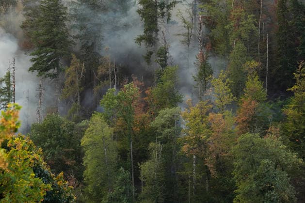 Waldbrand in Zell am Harmersbach, 11.08.2026 Waldbrand in Zell am Harmersbach, 11.08.2026 Zell am Harmersbach Baden-Württemberg Deutschland *** Forest Fire in Zell am Harmersbach, August 11, 2026 Forest Fire in Zell am Harmersbach, August 11, 2026 Zell am Harmersbach, Baden-Württemberg, Germany Copyright: xBEAUTIFULxSPORTS Boscox