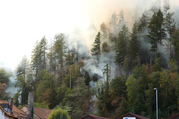 Waldbrand in Zell am Harmersbach, 11.08.2026 Waldbrand in Zell am Harmersbach, 11.08.2026 Zell am Harmersbach Baden-Württemberg Deutschland *** Forest Fire in Zell am Harmersbach, August 11, 2026 Forest Fire in Zell am Harmersbach, August 11, 2026 Zell am Harmersbach, Baden-Württemberg, Germany Copyright: xBEAUTIFULxSPORTS Boscox