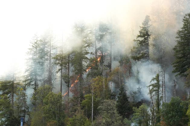 Waldbrand in Zell am Harmersbach, 11.08.2026 Waldbrand in Zell am Harmersbach, 11.08.2026 Zell am Harmersbach Baden-Württemberg Deutschland *** Forest Fire in Zell am Harmersbach, August 11, 2026 Forest Fire in Zell am Harmersbach, August 11, 2026 Zell am Harmersbach, Baden-Württemberg, Germany Copyright: xBEAUTIFULxSPORTS Boscox