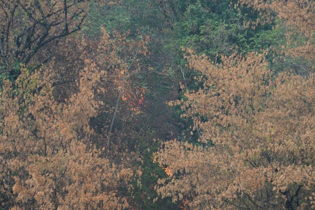 Waldbrand in Zell am Harmersbach, 11.08.2026 Waldbrand in Zell am Harmersbach, 11.08.2026 Zell am Harmersbach Baden-Württemberg Deutschland *** Forest Fire in Zell am Harmersbach, August 11, 2026 Forest Fire in Zell am Harmersbach, August 11, 2026 Zell am Harmersbach, Baden-Württemberg, Germany Copyright: xBEAUTIFULxSPORTS Boscox