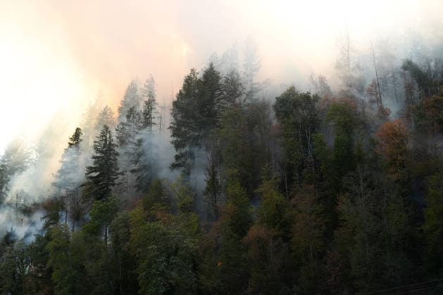 Waldbrand in Zell am Harmersbach, 11.08.2026 Waldbrand in Zell am Harmersbach, 11.08.2026 Zell am Harmersbach Baden-Württemberg Deutschland *** Forest Fire in Zell am Harmersbach, August 11, 2026 Forest Fire in Zell am Harmersbach, August 11, 2026 Zell am Harmersbach, Baden-Württemberg, Germany Copyright: xBEAUTIFULxSPORTS Boscox
