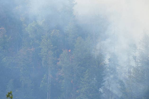 Waldbrand in Zell am Harmersbach, 11.08.2026 Waldbrand in Zell am Harmersbach, 11.08.2026 Zell am Harmersbach Baden-Württemberg Deutschland *** Forest Fire in Zell am Harmersbach, August 11, 2026 Forest Fire in Zell am Harmersbach, August 11, 2026 Zell am Harmersbach, Baden-Württemberg, Germany Copyright: xBEAUTIFULxSPORTS Boscox
