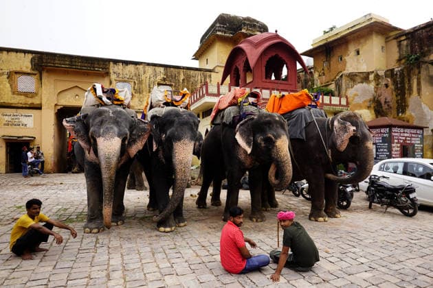 World Elephant Day - India Tourists ride an elephant at the historic Amer Fort ahead of World Elephant Day in Jaipur, Rajasthan, India on August 11, 2026. Photo by Himanshu Sharma ABACAPRESS.COM Jaipur Rajasthan India  Copyright: xHimanshuxSharma ABACAx